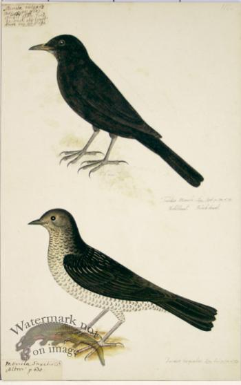 110 Swedish Birds . Turdus, Blackbird or Thrush